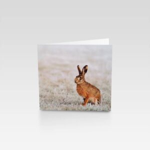 Charity Weihnachtskarte Watchful Hare